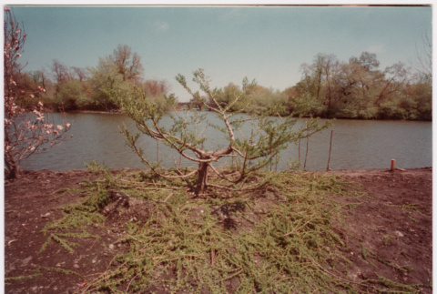 Trimmed tree (ddr-densho-377-2103)