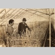 A man and a woman in a greenhouse (ddr-njpa-4-94)