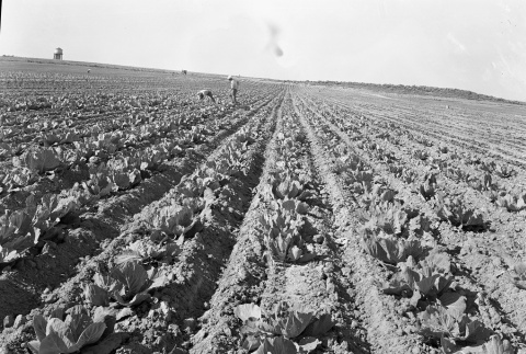 Farmers working in the fields (ddr-fom-1-9)