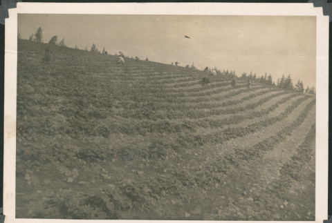 Photo of strawberry field with workers picking berries (ddr-densho-483-342)
