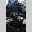 Pine in lowest Mountainside pond, looking West (ddr-densho-354-324)