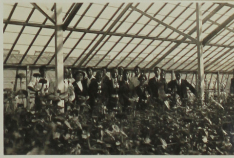 Hayward greenhouse (ddr-densho-357-711)