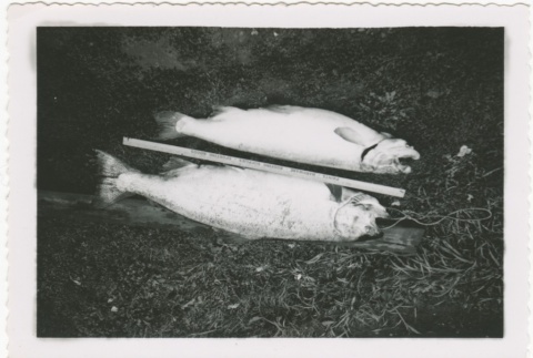 Two caught fish on ground (ddr-densho-326-16)