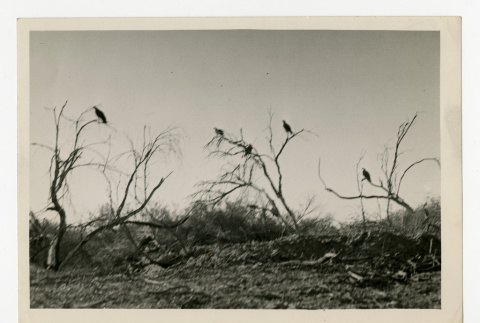 Dried trees in the Poston camp (ddr-csujad-35-30)