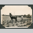 Photo of a man with a horse ploughing a field (ddr-densho-483-263)