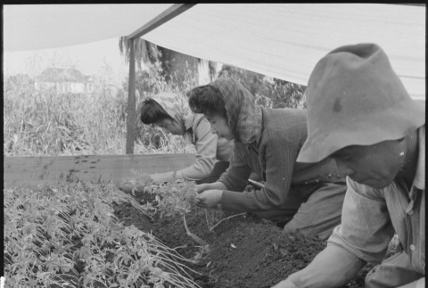 Japanese American farmers prior to mass removal (ddr-densho-151-124)