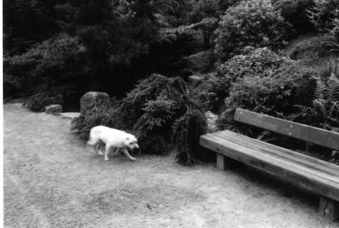 New Garden bench by lower Mountainside waterfall (ddr-densho-354-715)