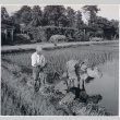 Japanese farmer with his ox working in the fields (ddr-densho-299-177)