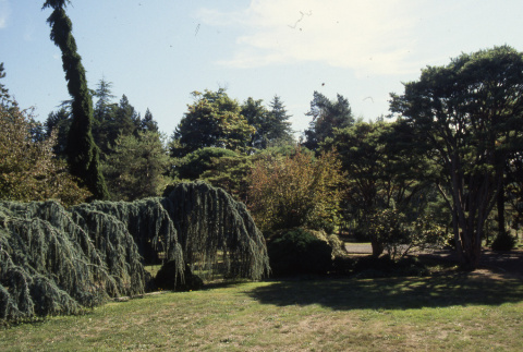 Weeping blue atlas cedar, meeting lawn (ddr-densho-354-1976)