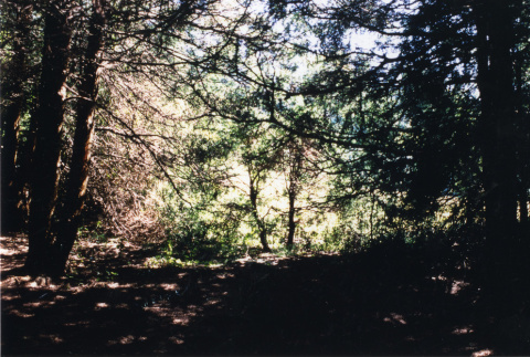 Inside the Sawara Cypress Grove (ddr-densho-354-752)