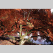 Fall colors (ddr-densho-354-1441)