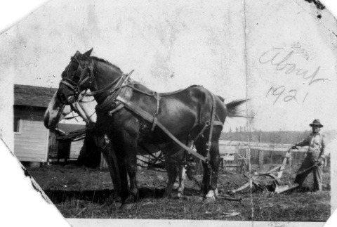 Issei man behind a horse plow (ddr-densho-25-13)