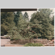 Tree (ddr-densho-377-1979)