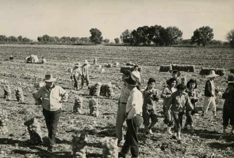 Camp inmates harvesting onions (ddr-densho-159-88)