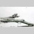 Man relaxing on log (ddr-densho-1007-861)