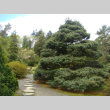 White Pine in the Japanese Garden (ddr-densho-354-2817)