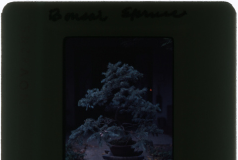 Spruce bonsai (ddr-densho-377-1061)