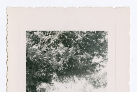 Lillie and Hiroshi under tree (ddr-densho-562-55)