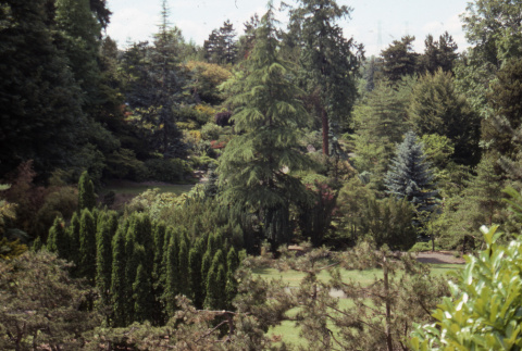 Trees in the Garden from Overlook (ddr-densho-354-1311)
