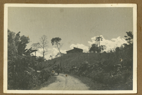 Road in a plantation (ddr-csujad-33-187)