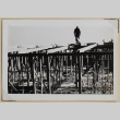 Framing work on a building (ddr-densho-433-691)