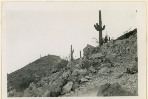 Cacti above Butte camp (ddr-densho-37-1274)