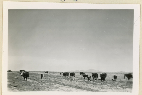 Cows in a field (ddr-densho-37-1626)