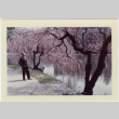 Kaneji Domoto on path in Japanese Garden (ddr-densho-377-1356)