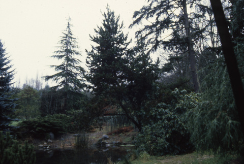 Second pond with grand fir (ddr-densho-354-2053)