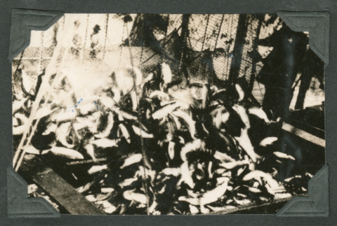 Fish trap (ddr-densho-540-129)