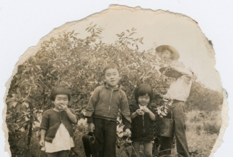 Japanese American children picking cherries (ddr-densho-26-54)