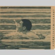 Reizo Koike competing in breaststroke (ddr-njpa-4-469)