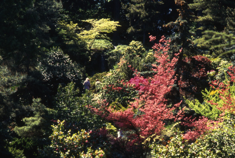 Foliage (ddr-densho-354-1348)