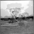 Double exposure, landscaping at D. Hill Nursery (ddr-densho-377-1416)