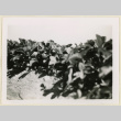 Strawberry plants (ddr-densho-37-1400)