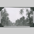 Rows of palm trees (ddr-ajah-2-656)