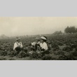Japanese Americans visiting a strawberry farm (ddr-densho-182-104)