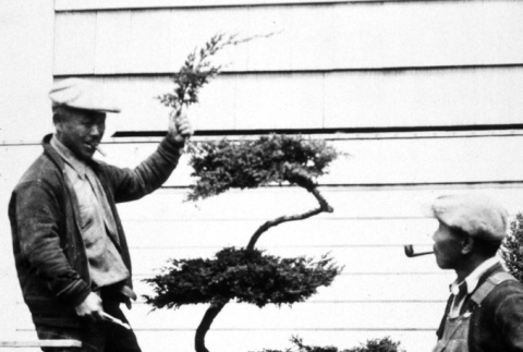 Two men pruning a bonsai tree (ddr-densho-18-2)