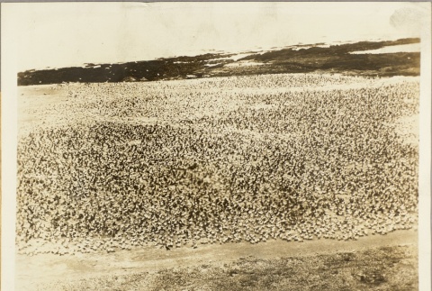 A large flock of birds on a Bird Island beach (ddr-njpa-13-1042)