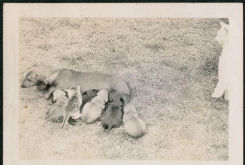 Dog and puppies, and one kitten (ddr-densho-316-424)