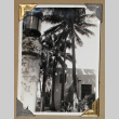 Building surrounded by palm trees (ddr-densho-404-237)