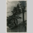 Trees and rooftops (ddr-densho-201-430)