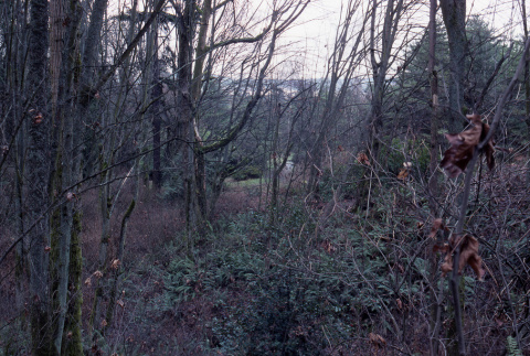 Looking into Garden from 55th, maintenance road in middle right (ddr-densho-354-1068)
