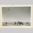 Horses in the desert (ddr-densho-37-1592)