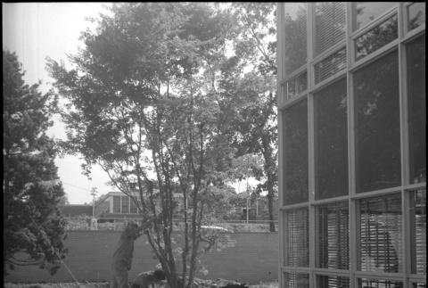 Men planting tree outside a building (ddr-densho-377-1549)