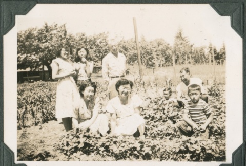 A group picking strawberries (ddr-densho-321-962)