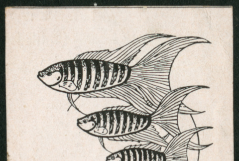Sketch of fish (ddr-densho-493-96)