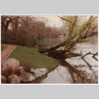 Tree leaning into lake (ddr-densho-377-2131)