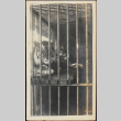 Tigers in a cage (ddr-densho-278-234)