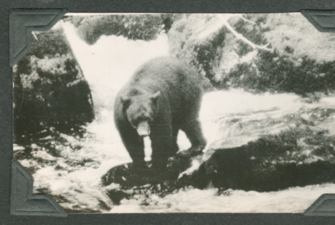 Bear in river (ddr-densho-540-132)